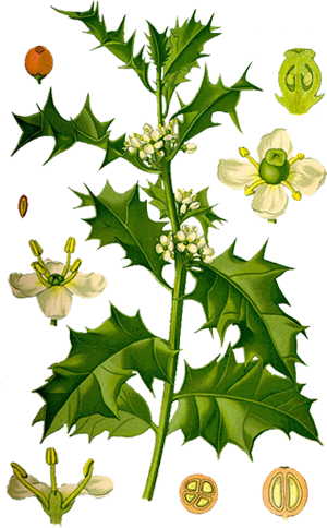 Растение ostrokrov